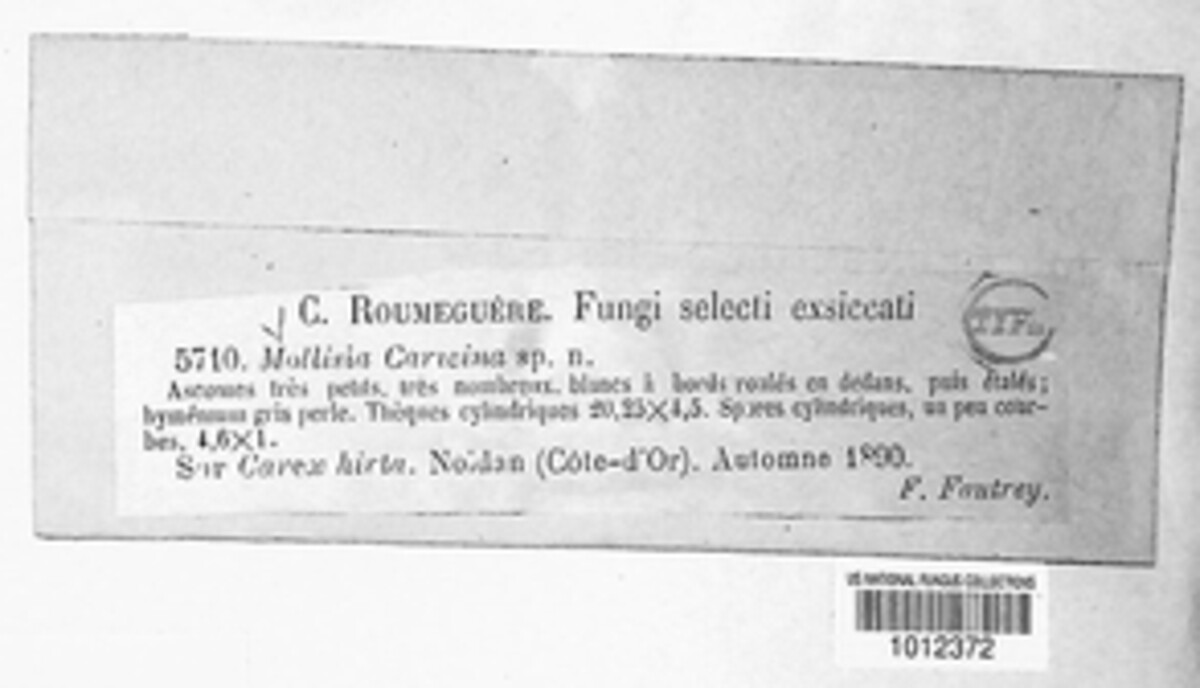 Pseudopeziza caricina image